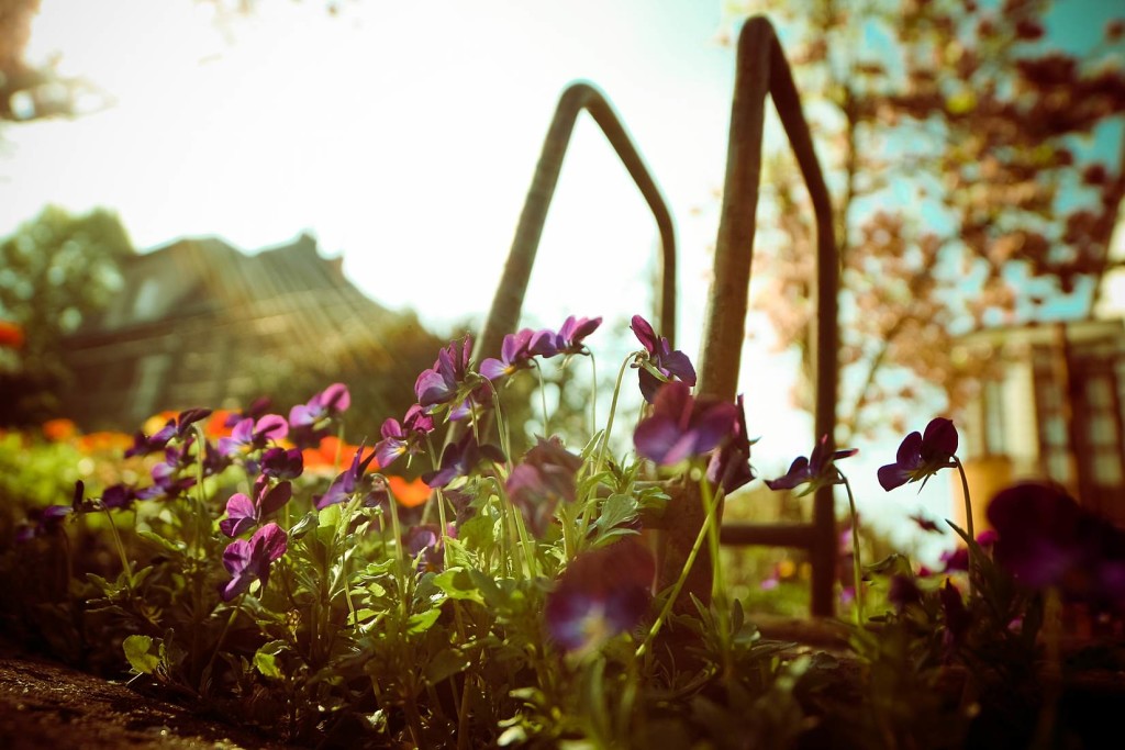 Flores en el jardín de casa para la primavera