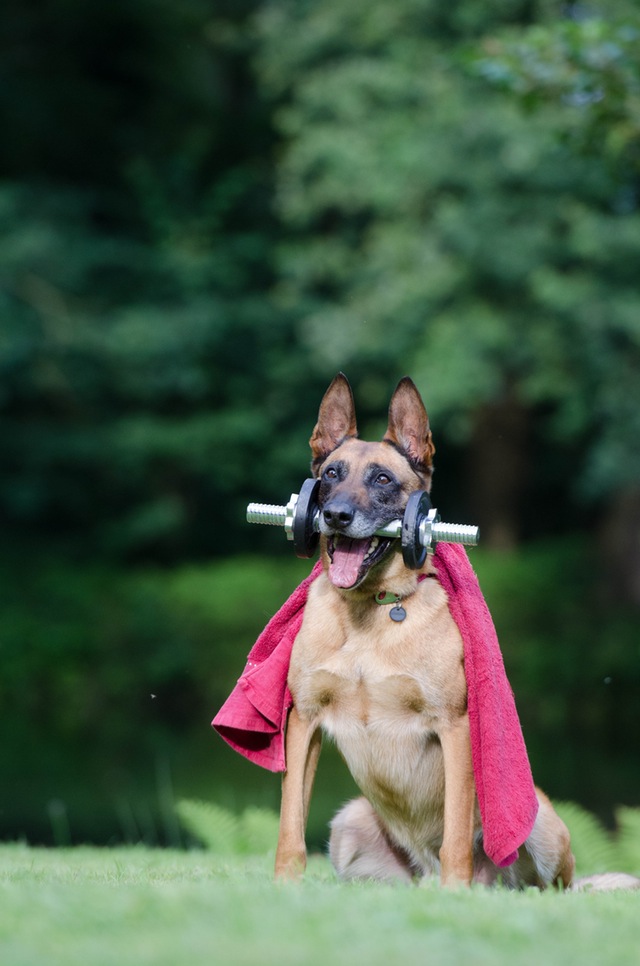 Mejores juguetes para perros