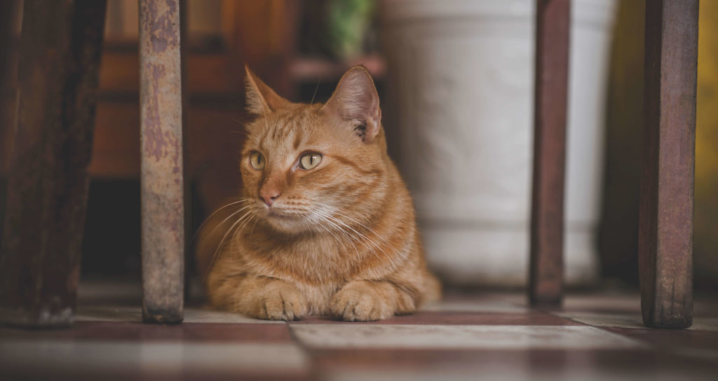 Tres razones para tener un gato en casa