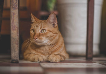 Tres razones para tener un gato en casa