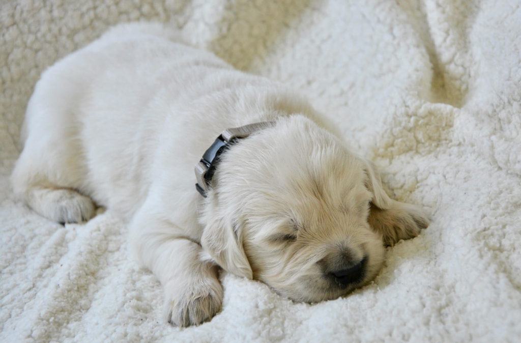 Cómo eliminar el olor a perro de su cama