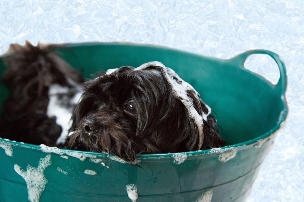 Cómo eliminar el olor a perro de tu baño