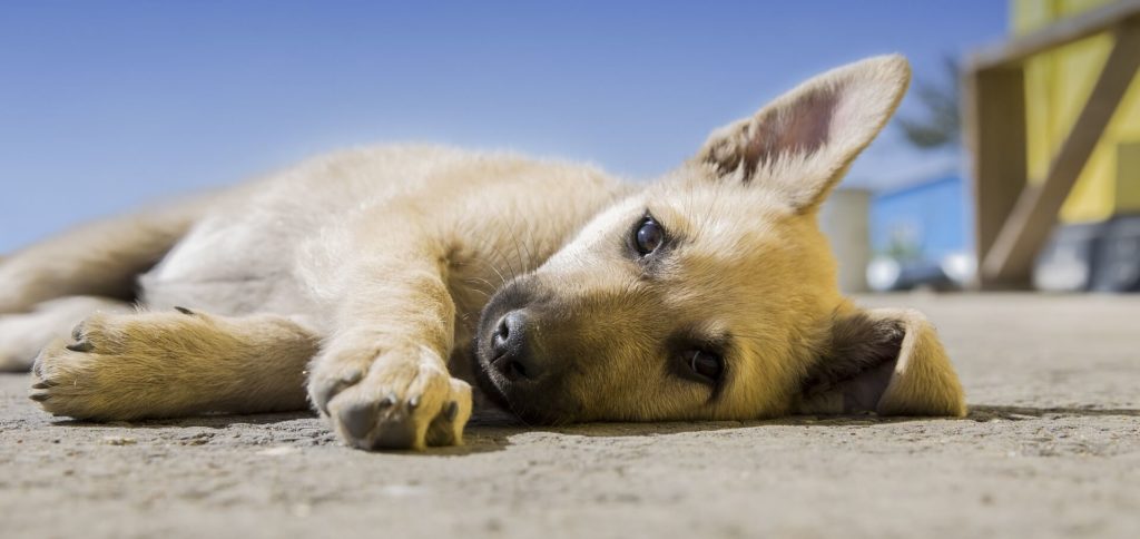 Cómo eliminar el olor a perro de tu hogar