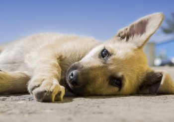 Cómo eliminar el olor a perro de tu hogar