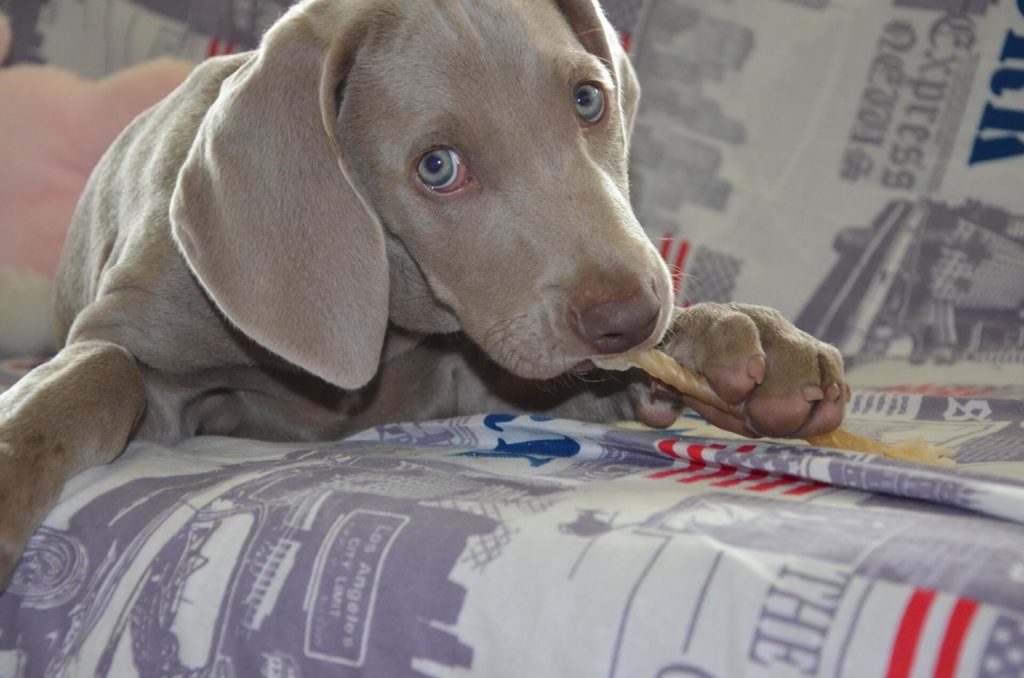 Claves para acabar con el olor a perro de un sofá