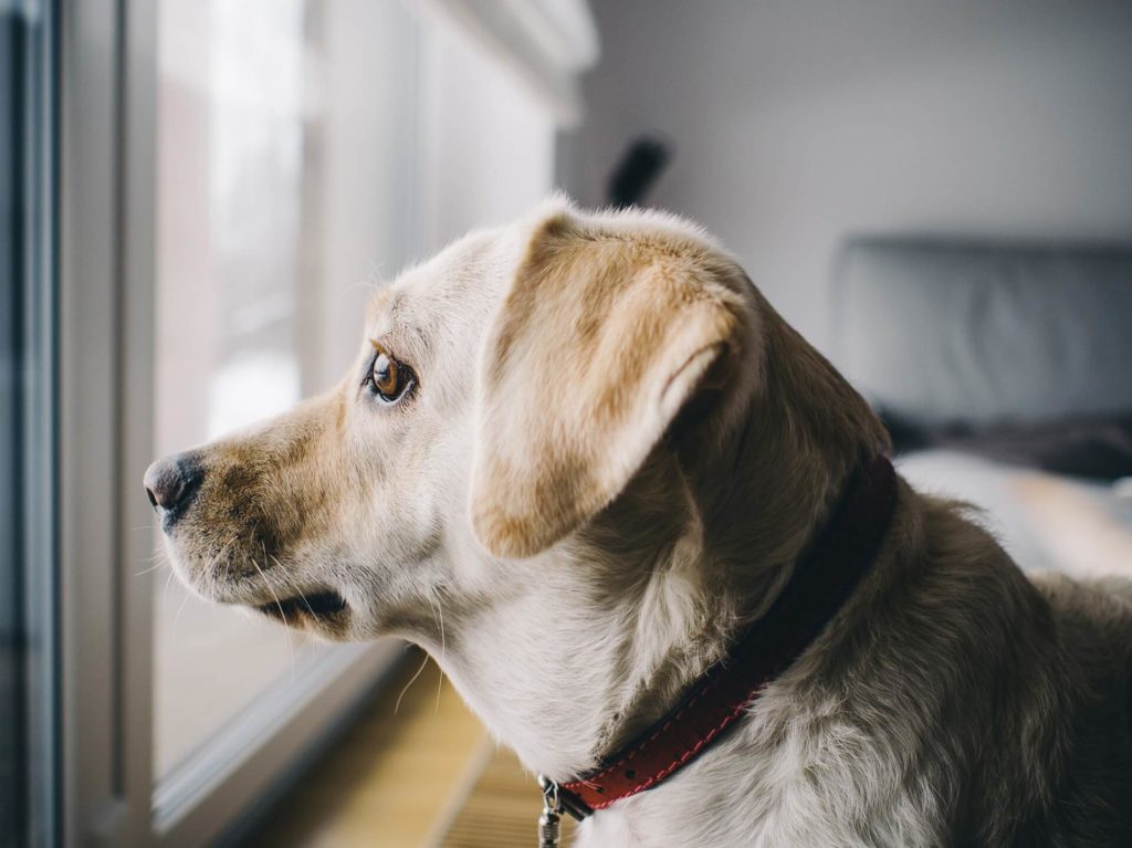 Cómo eliminar el olor a perro con el purificador de aire